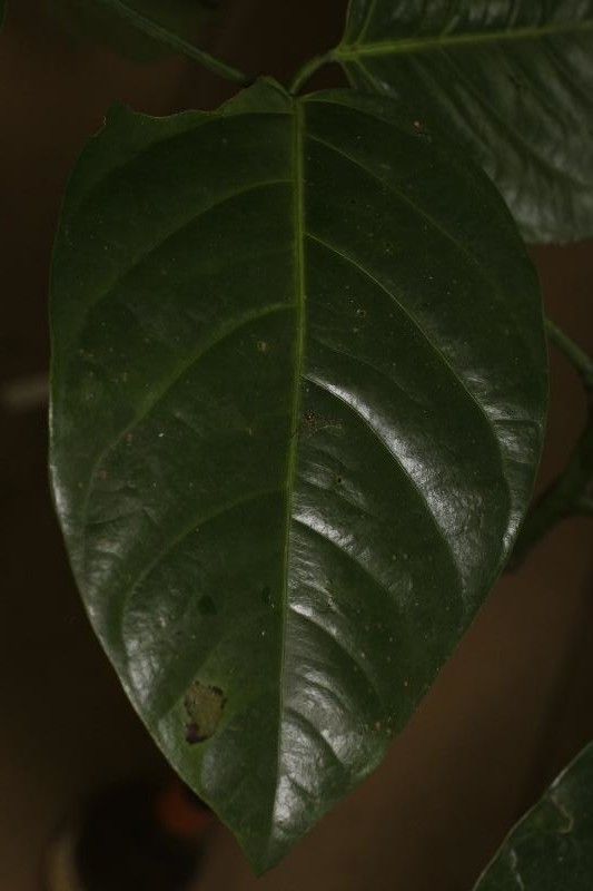 Ormosia coutinhoi — houseplant care guide