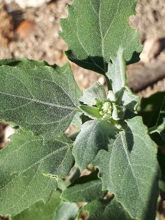 Atriplex laciniata — search result for 'Atriplex'