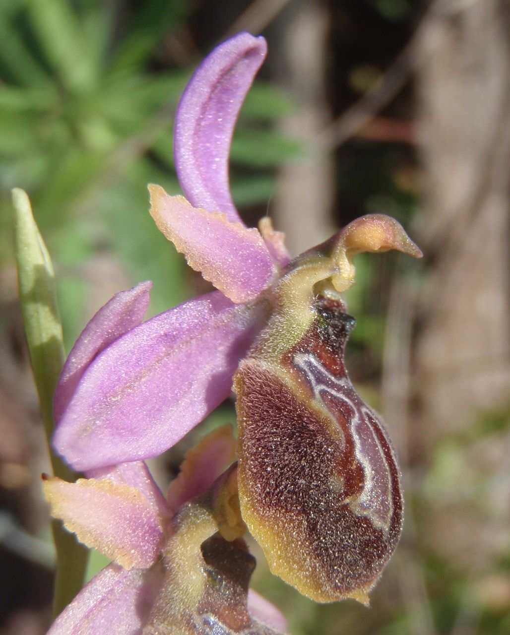Ophrys arachnitiformis flower