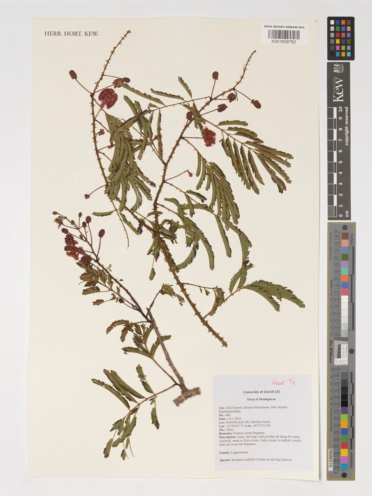 Senegalia polhillii — houseplant care guide