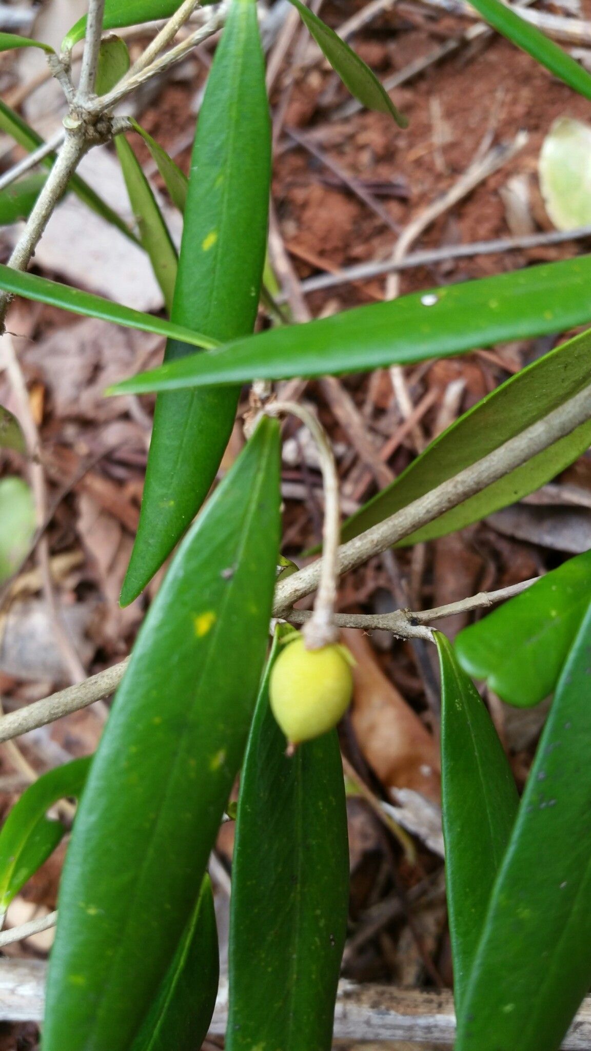 Noronhia linearifolia fruit