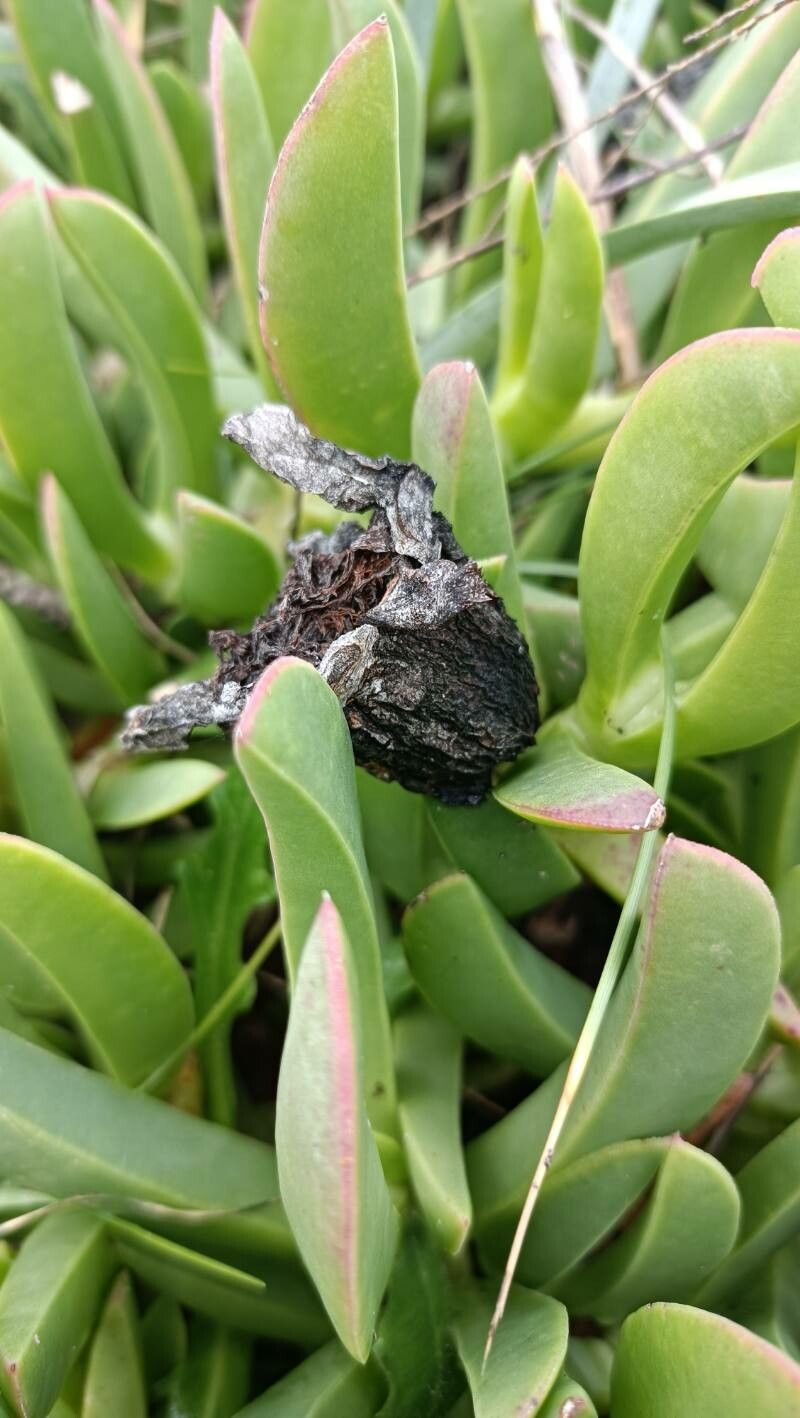 Carpobrotus acinaciformis fruit