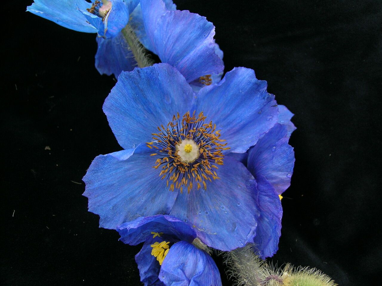 Meconopsis simikotensis — search result for 'Meconopsis'