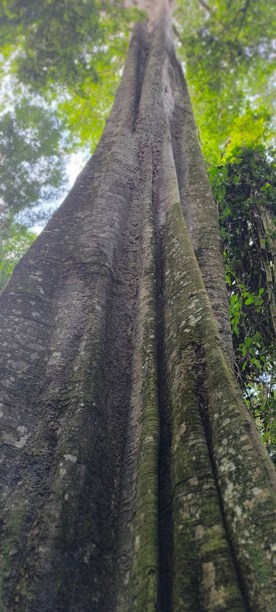 Pterygota mildbraedii bark