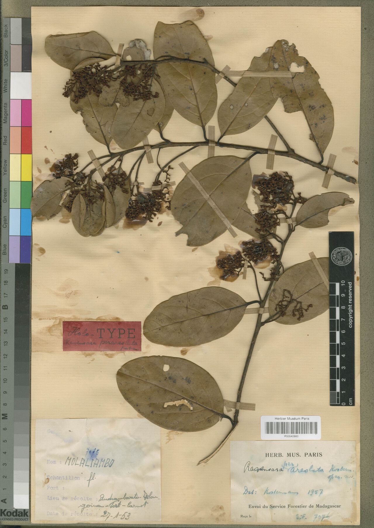 Cryptocarya perareolata — houseplant care guide