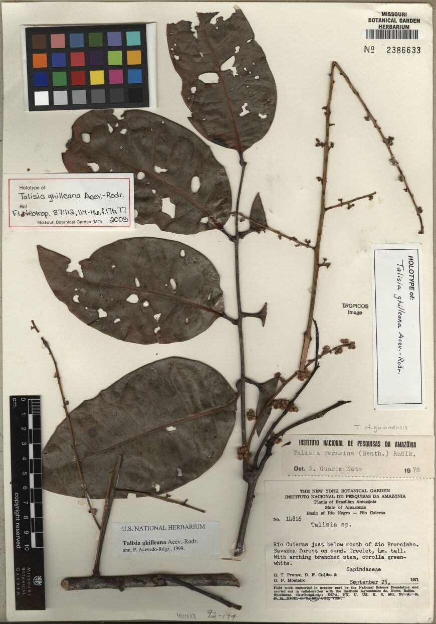 Talisia ghilleana — houseplant care guide