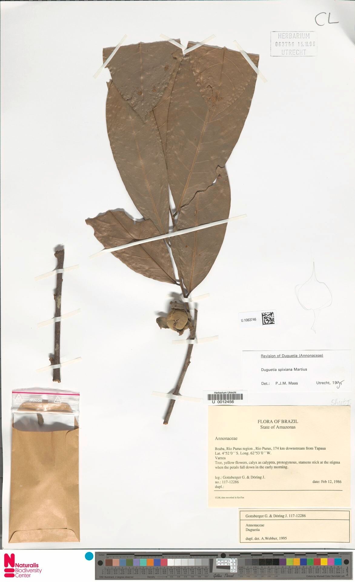 Duguetia spixiana fruit