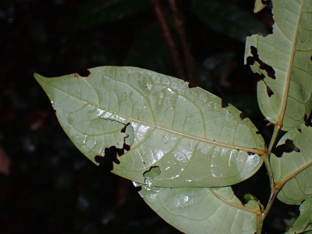 Olax mannii — houseplant care guide