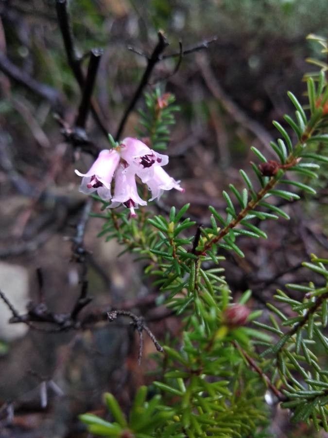 Erica vagans flower