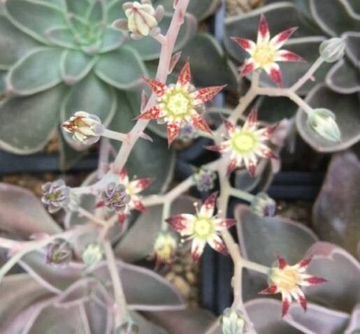 Graptopetalum marginatum flower