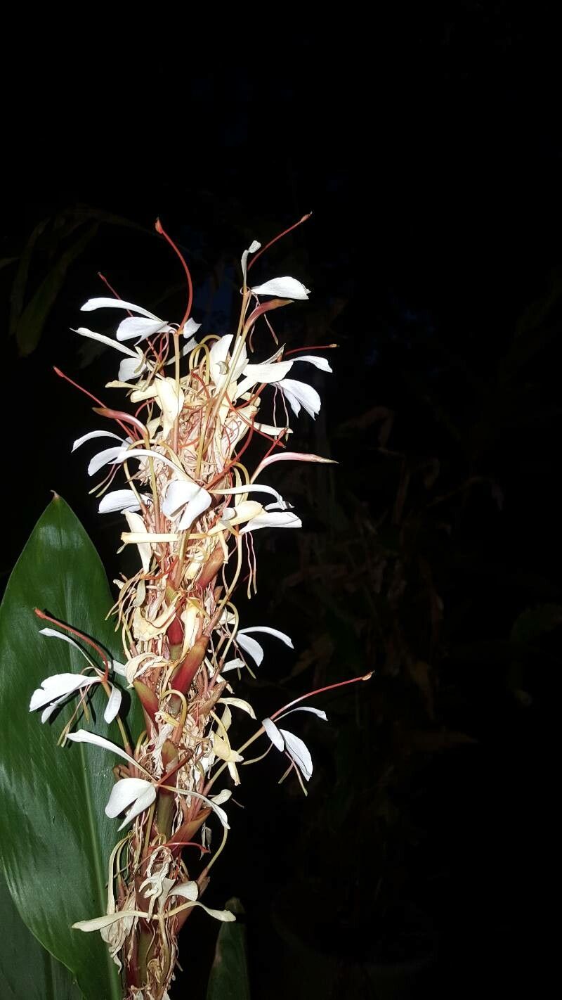 Hedychium spicatum flower