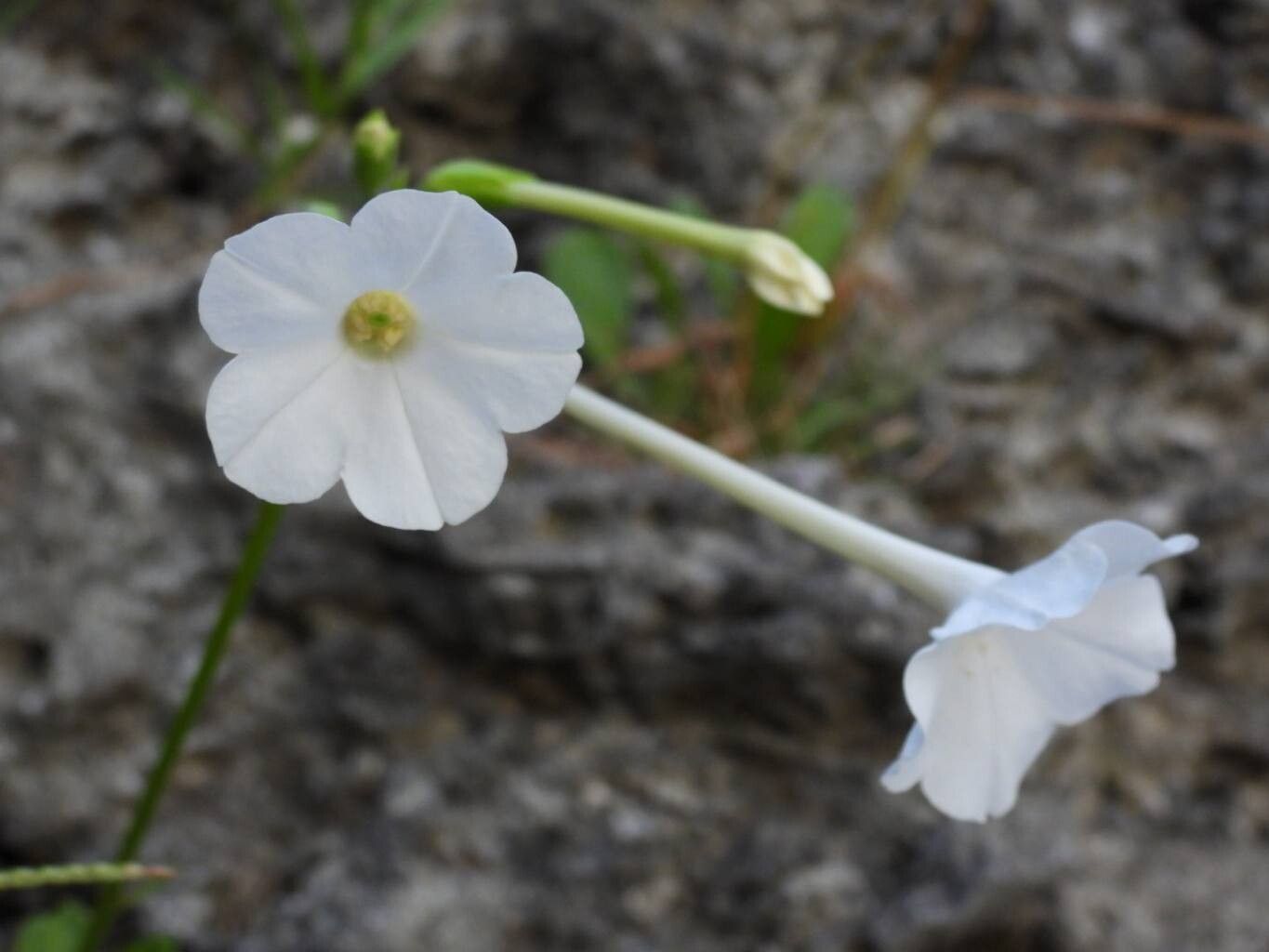 Nicotiana fragrans flower