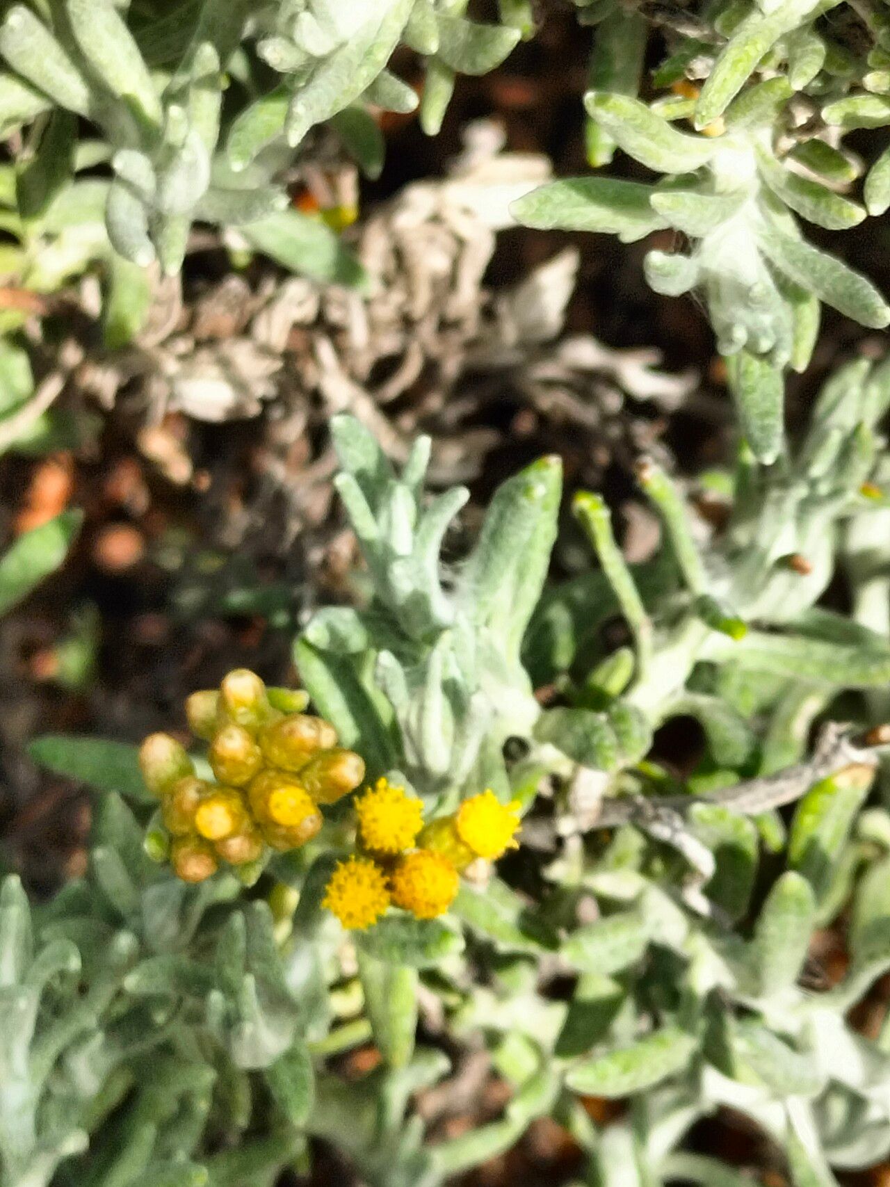 Helichrysum revolutum flower