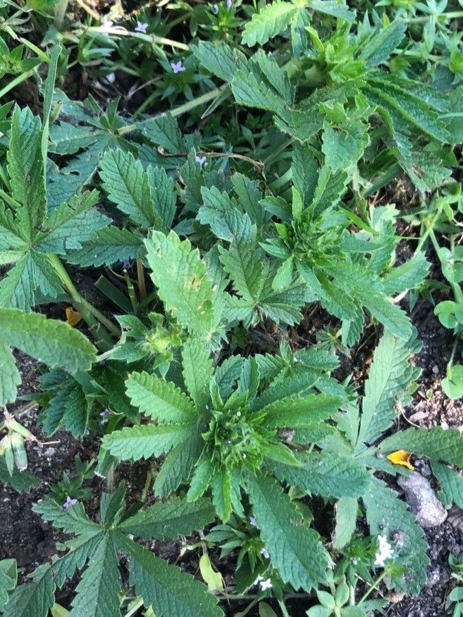 Potentilla argentea leaf