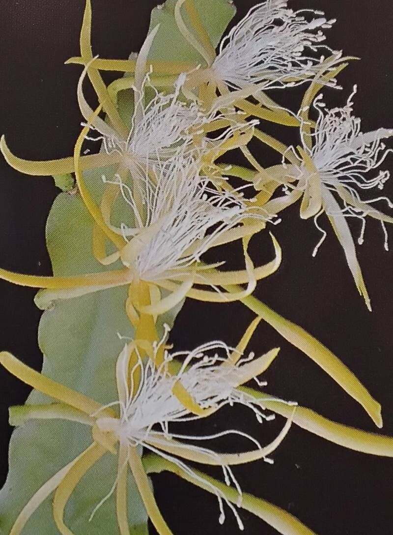 Disocactus macranthus — search result for 'Disocactus'