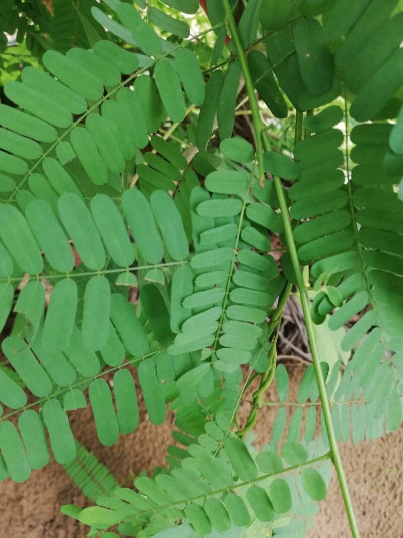 Abrus canescens leaf