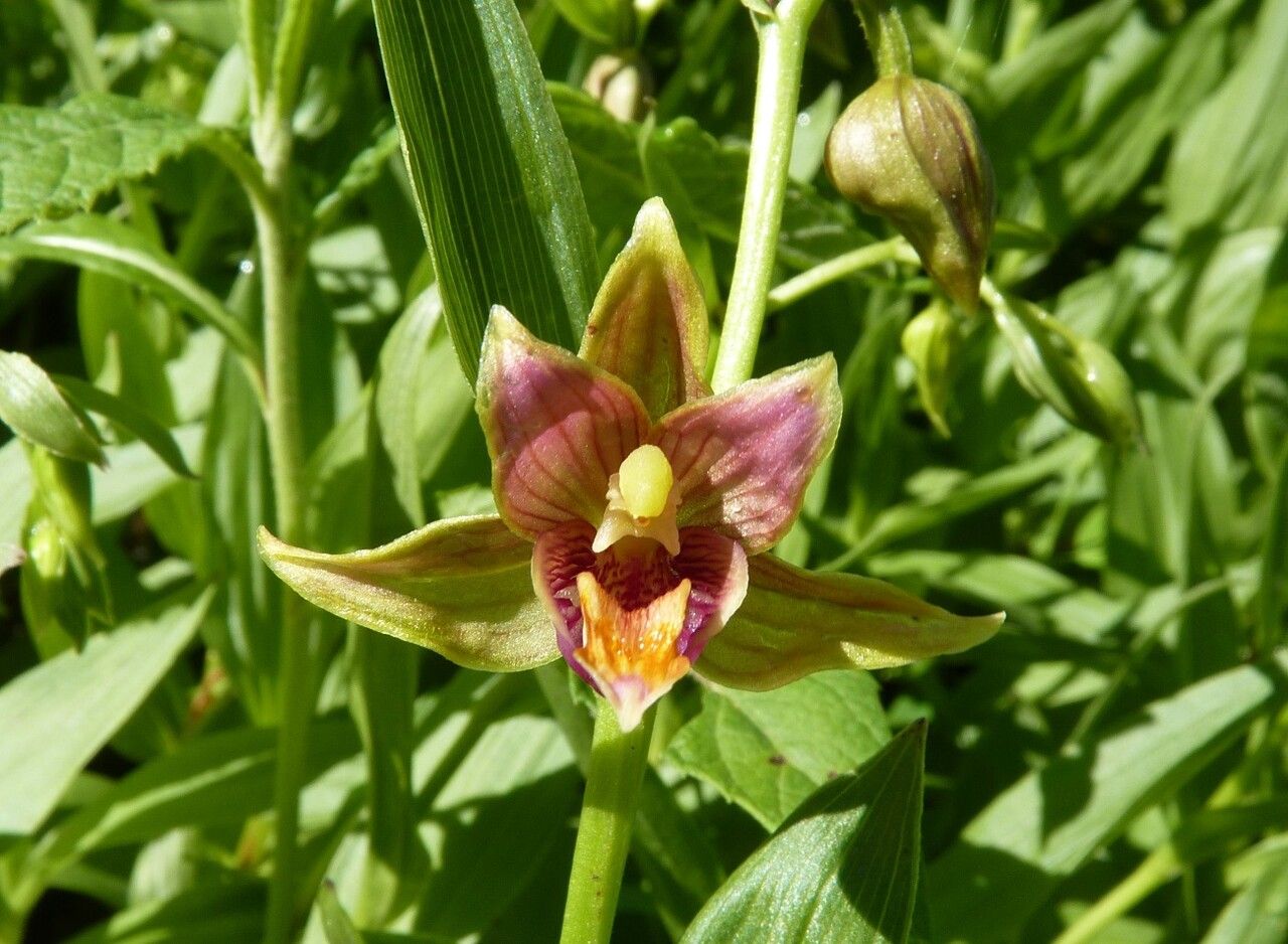 Epipactis gigantea flower
