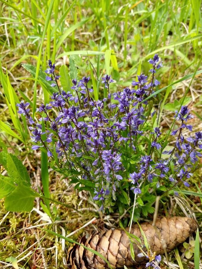 Polygala alpestris flower