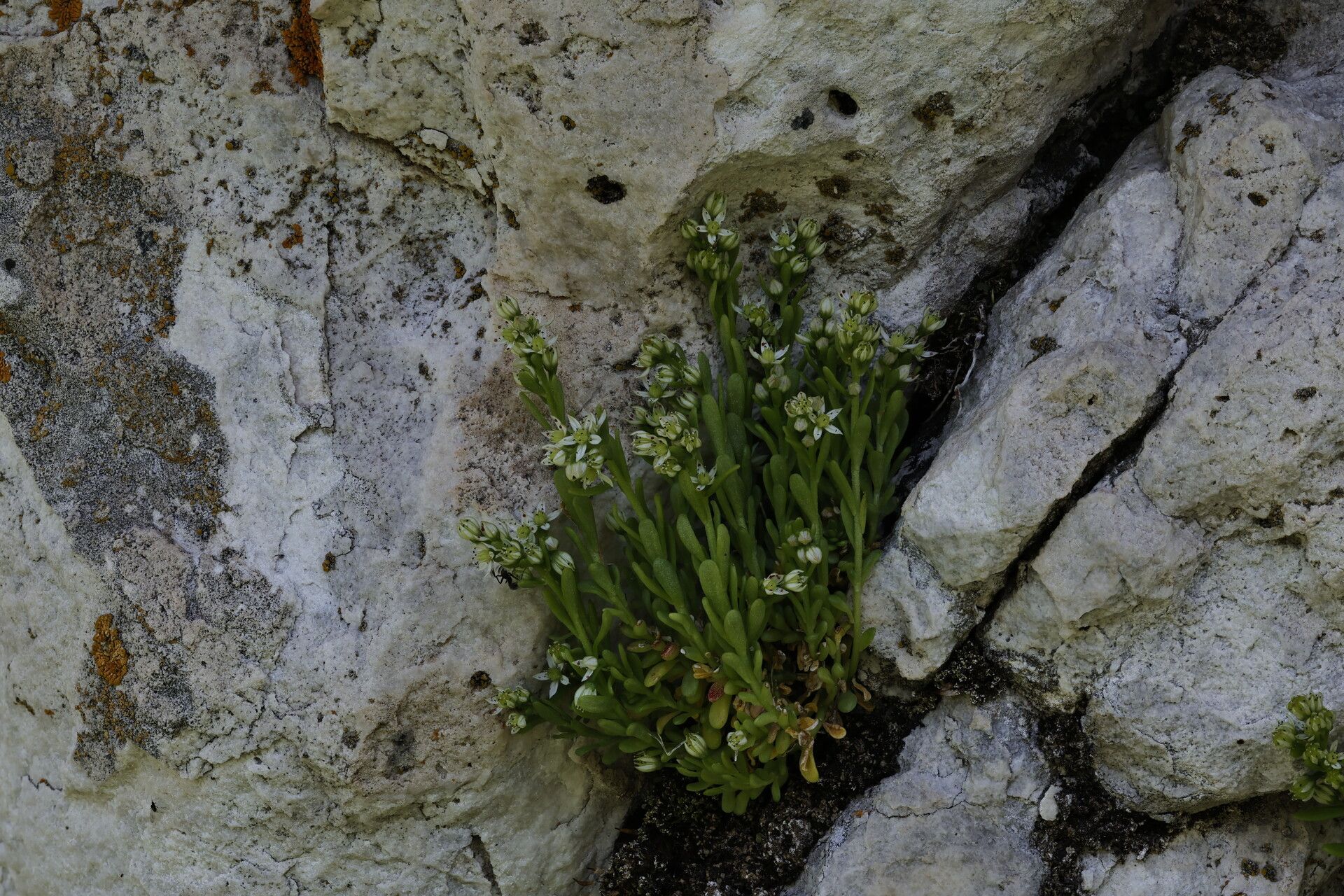 Sedum magellense flower