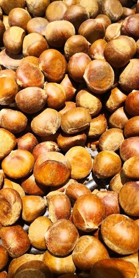 Castanea mollissima fruit