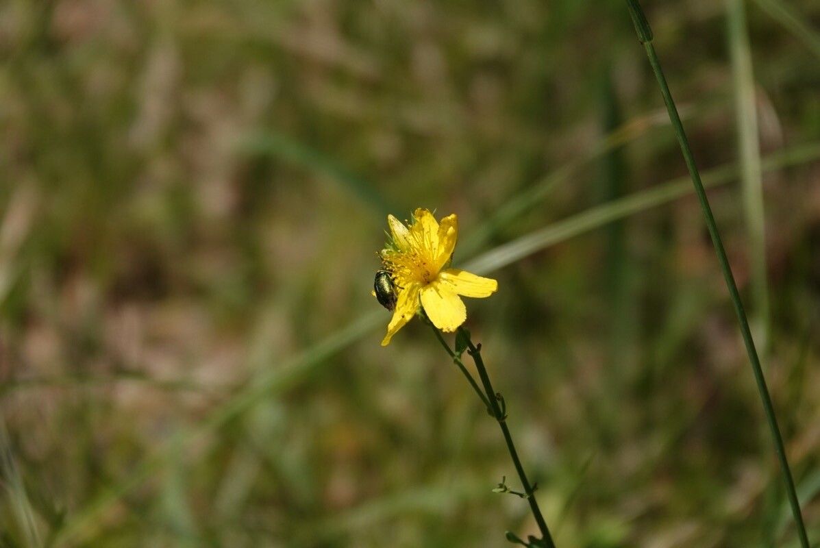 Hypericum linariifolium flower