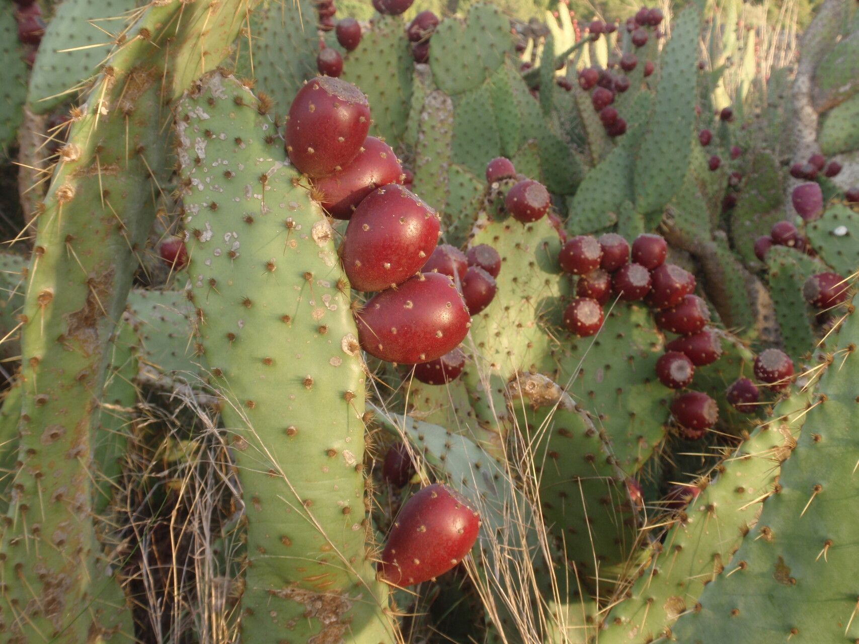 Opuntia hyptiacantha fruit