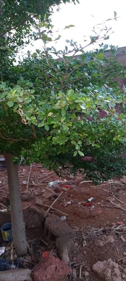 Terminalia mantaly leaf