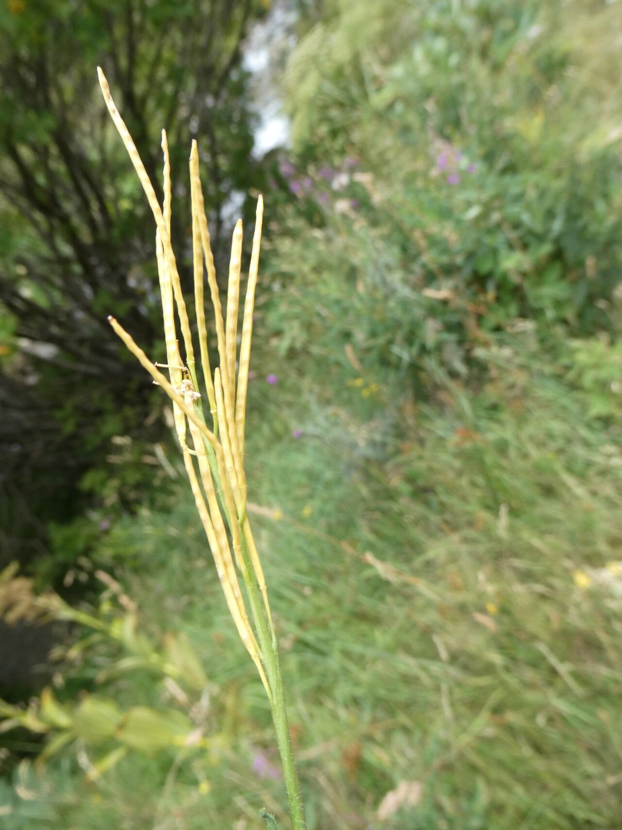 Arabis ciliata fruit