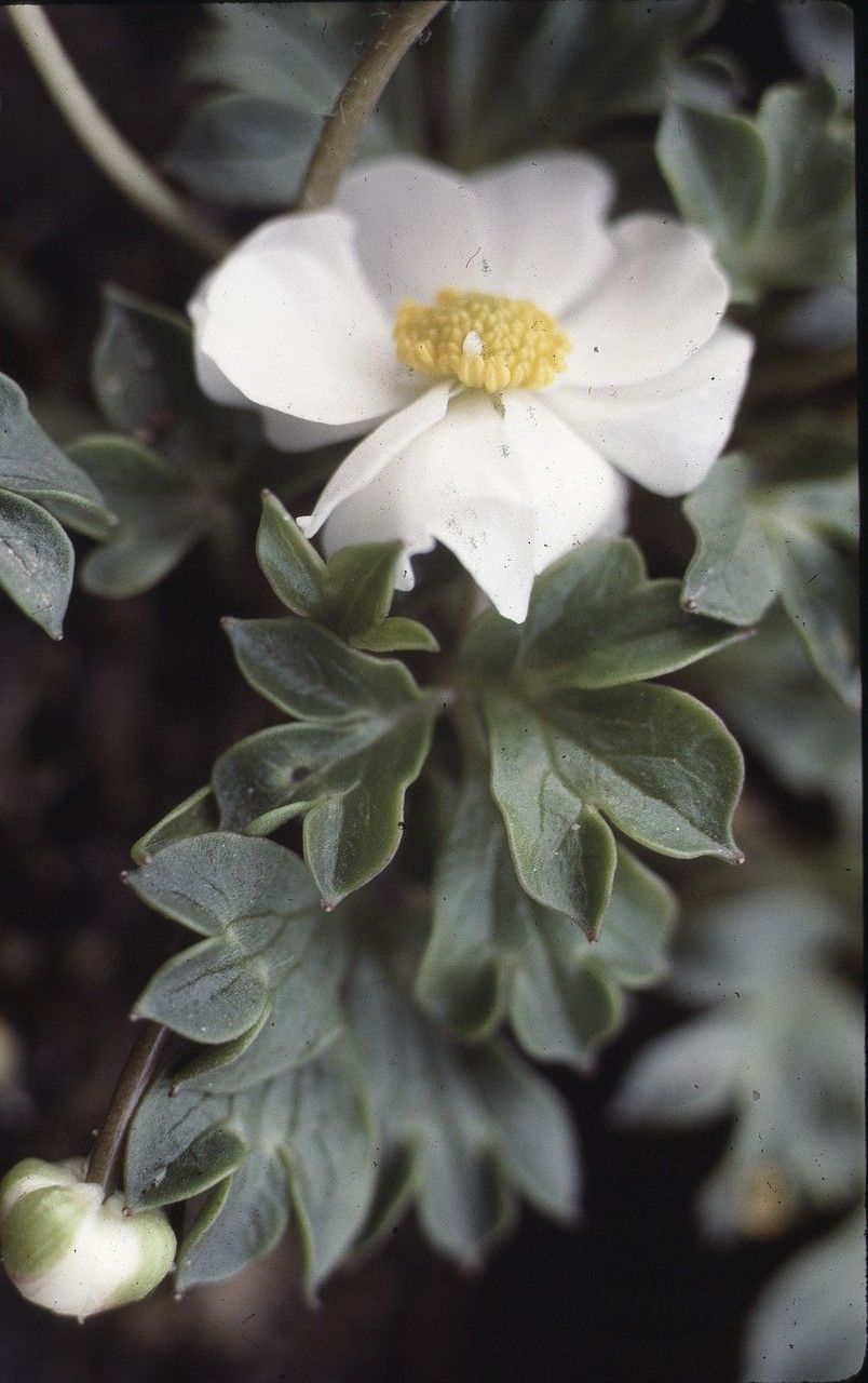 Ranunculus seguieri leaf