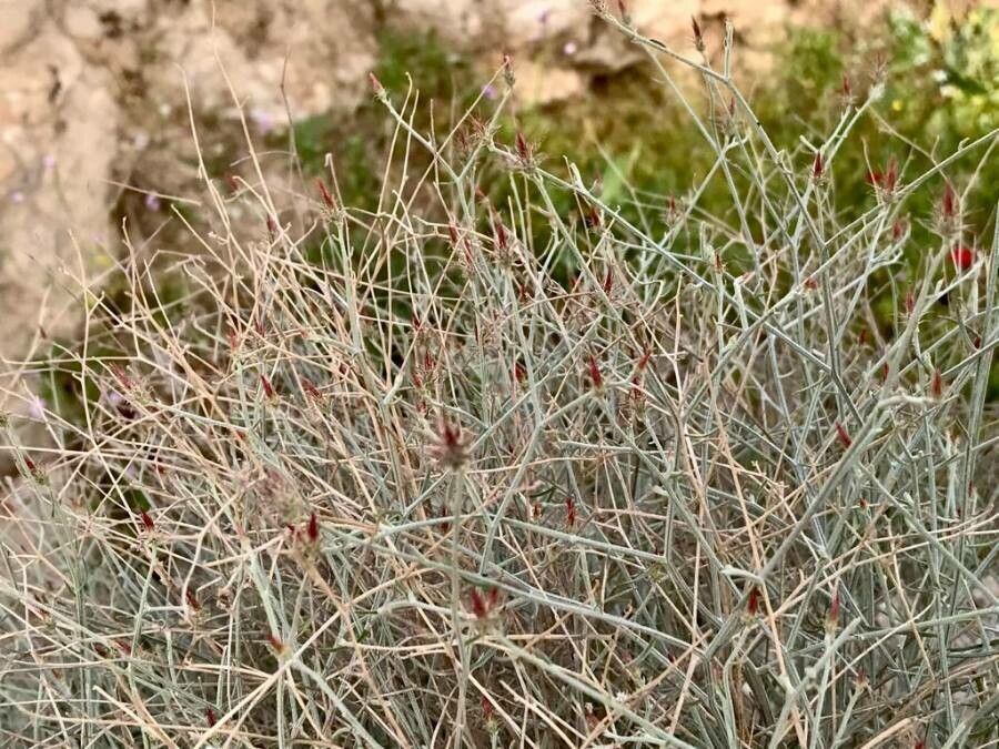 Centaurea virgata habit
