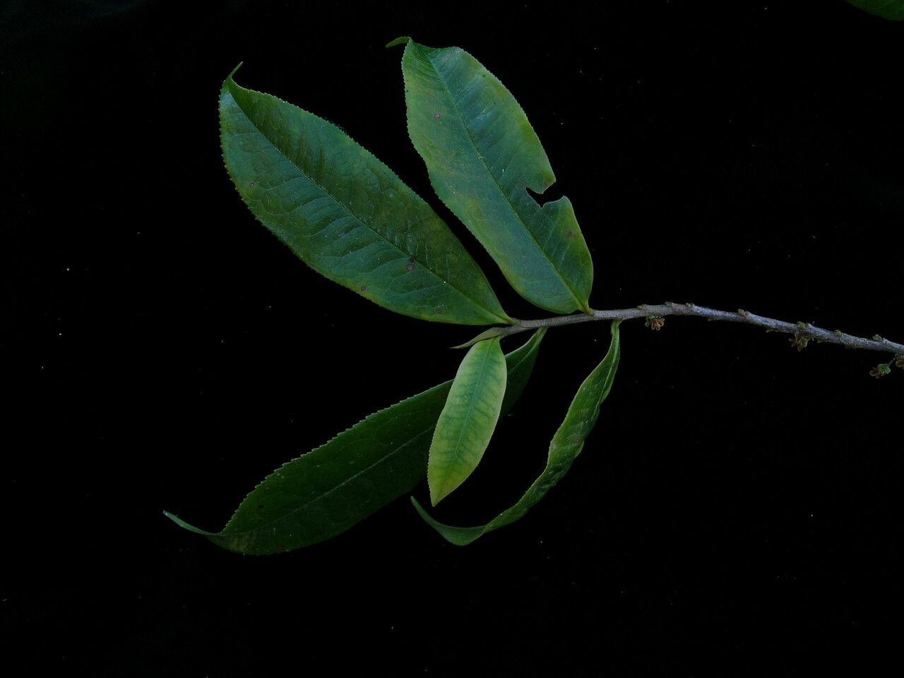 Eurya cerasifolia — related species from the same genus