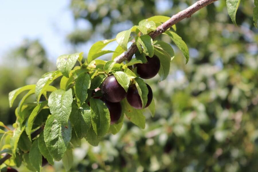 Prunus insititia fruit