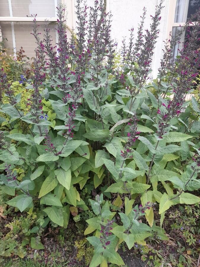 Lepechinia hastata habit
