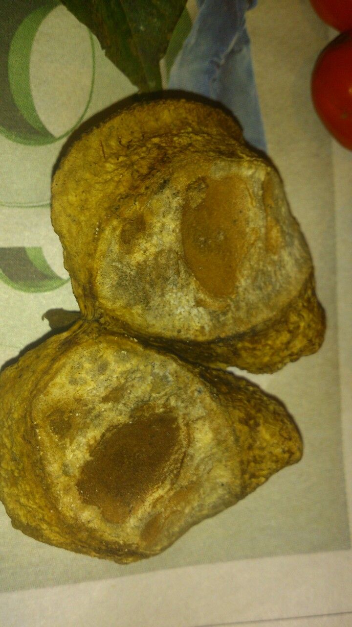 Ormosia panamensis fruit