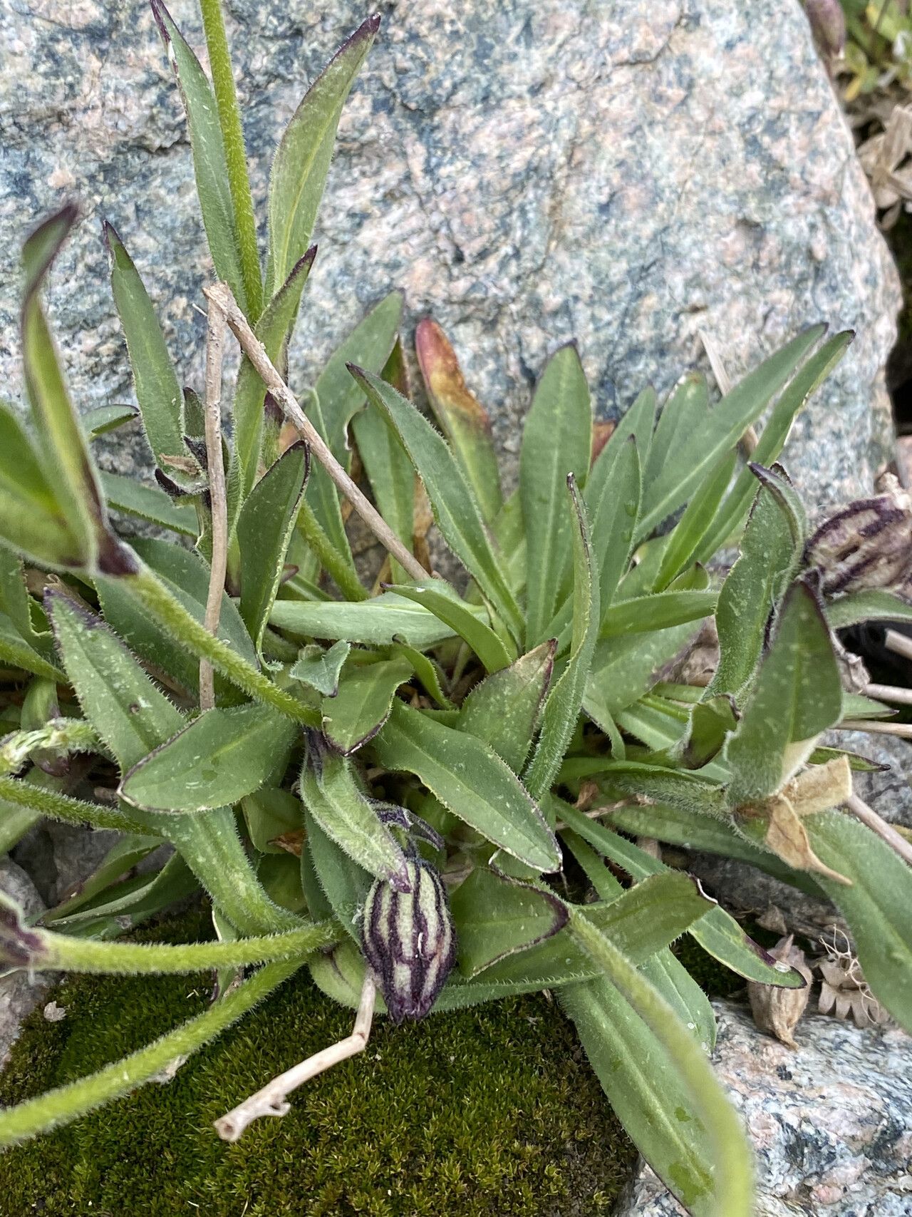 Silene uralensis — search result for 'and Greenland'