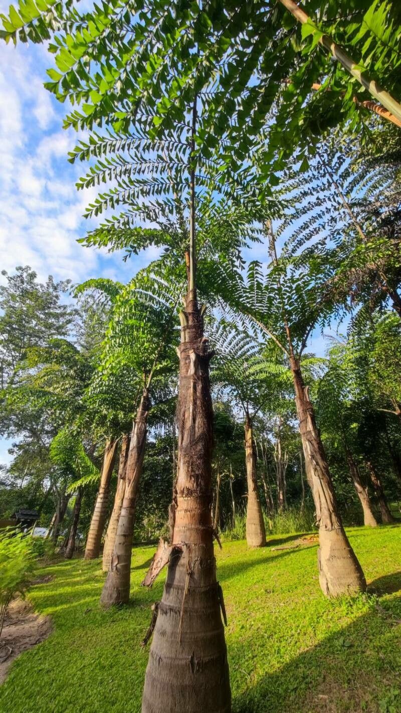 Caryota obtusa habit