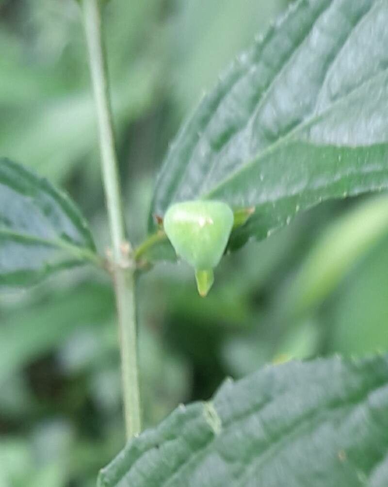 Hybanthus bigibbosus fruit