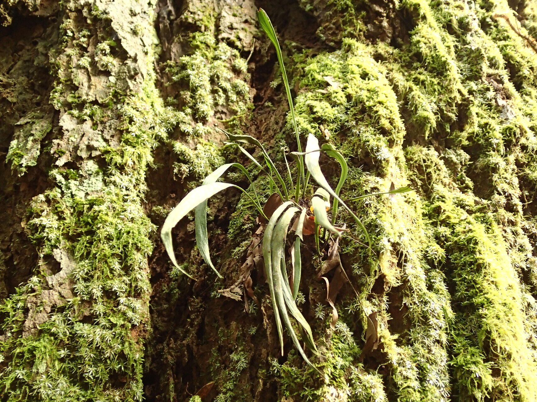 Haplopteris schaeferi habit