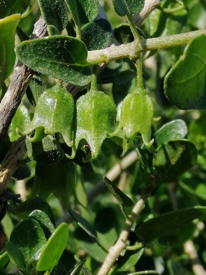 Withania frutescens fruit