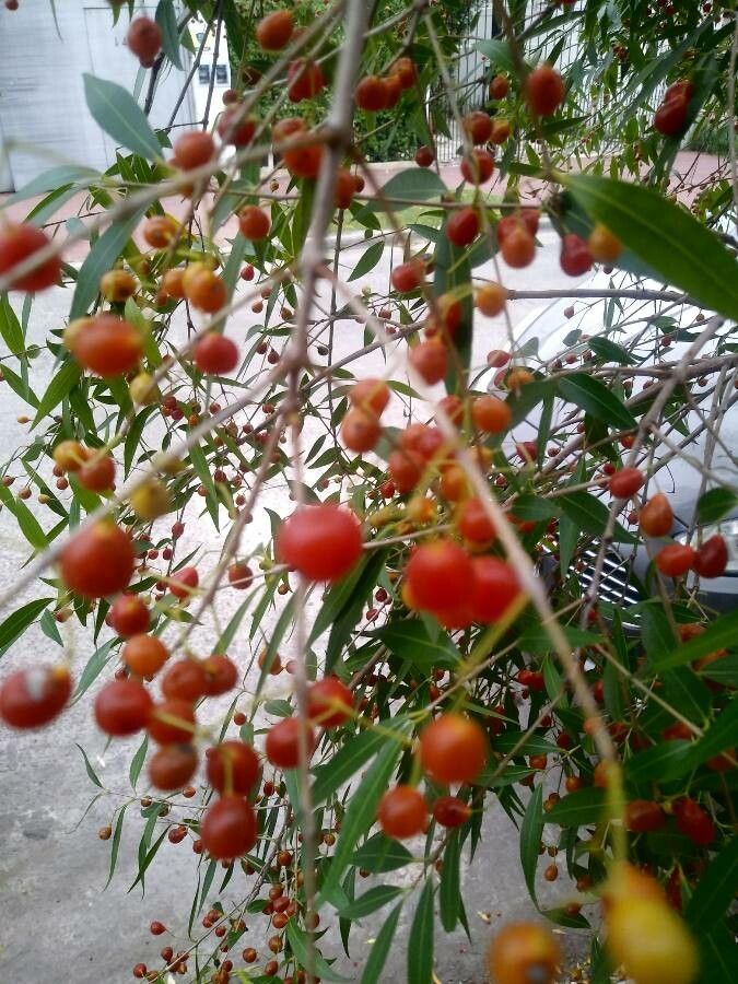 Blepharocalyx salicifolius fruit