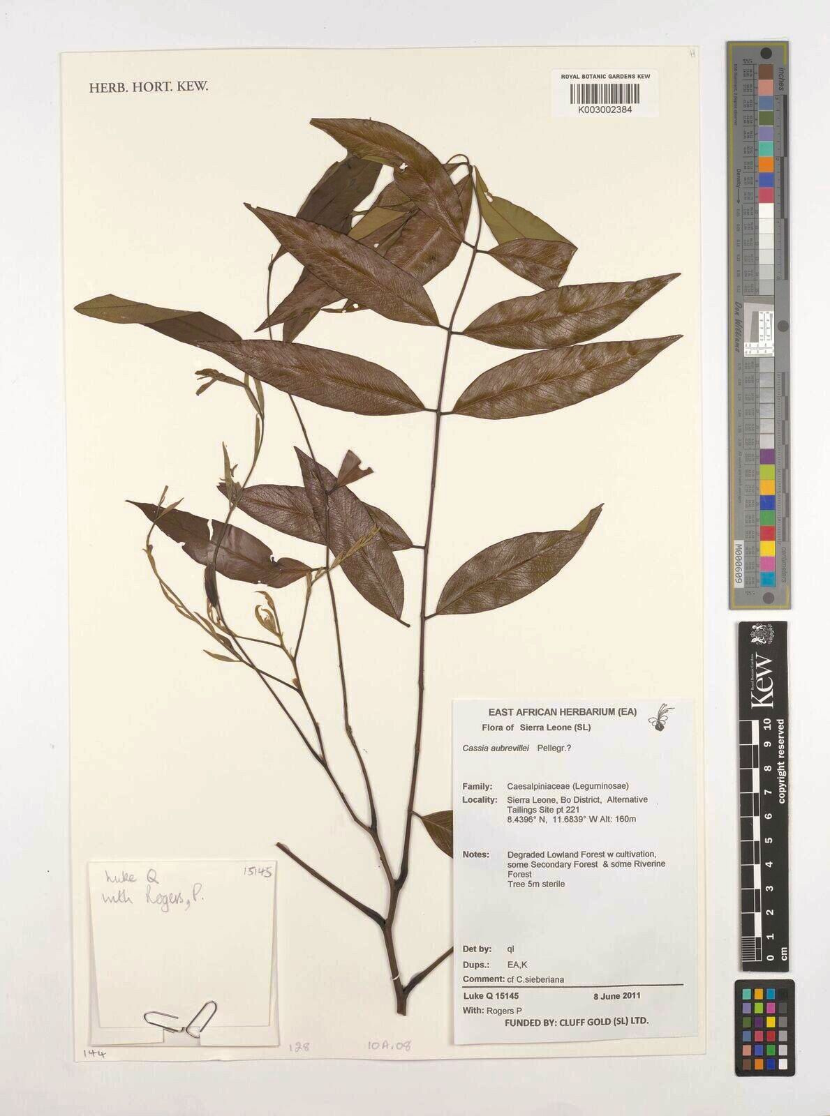 Cassia aubrevillei — search result for 'Cassia'