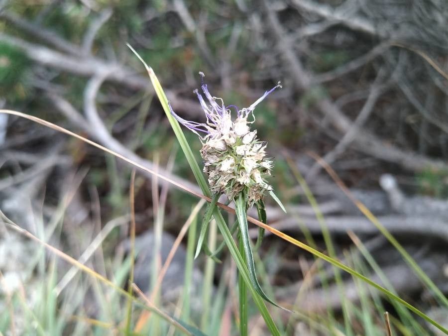 Phyteuma scheuchzeri fruit