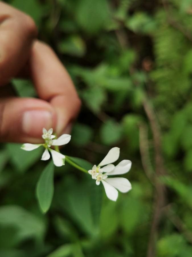 Euphorbia ariensis flower