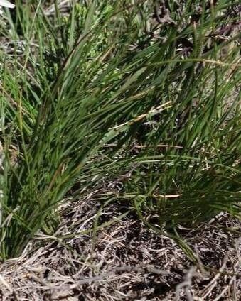 Muhlenbergia montana — houseplant care guide