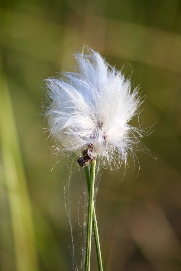 Eriophorum vaginatum — search result for 'Cyperaceae'