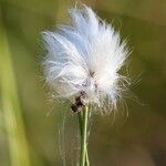Eriophorum vaginatum
