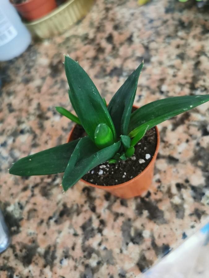 Aloe succotrina habit