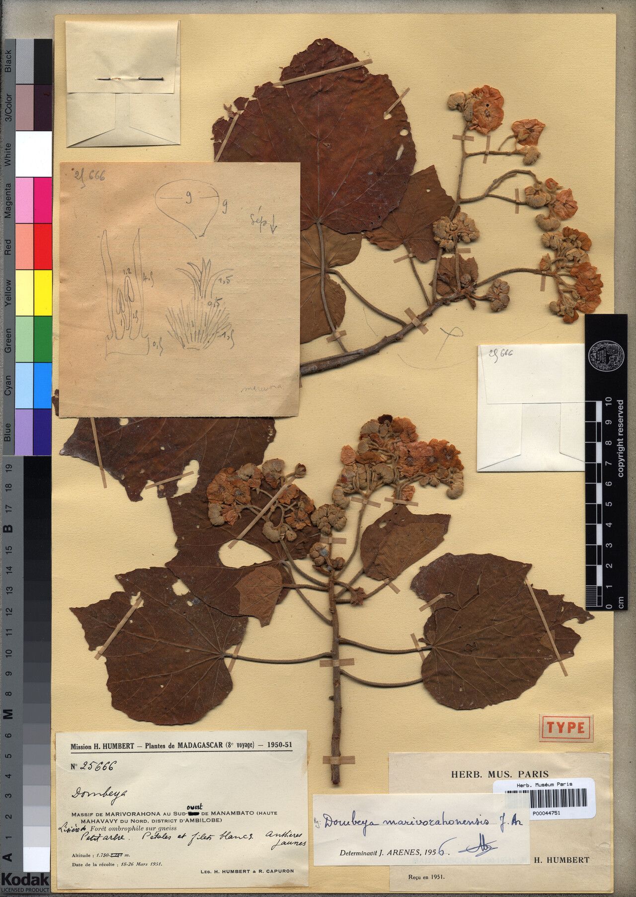 Dombeya marivorahonensis — houseplant care guide