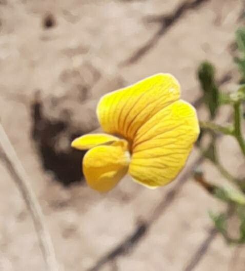 Adesmia muricata flower