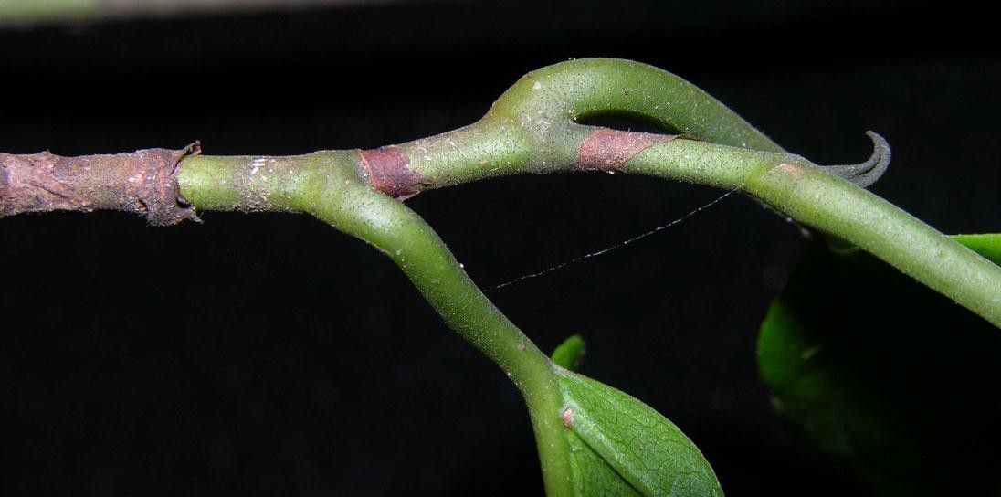 Coccoloba excelsa bark